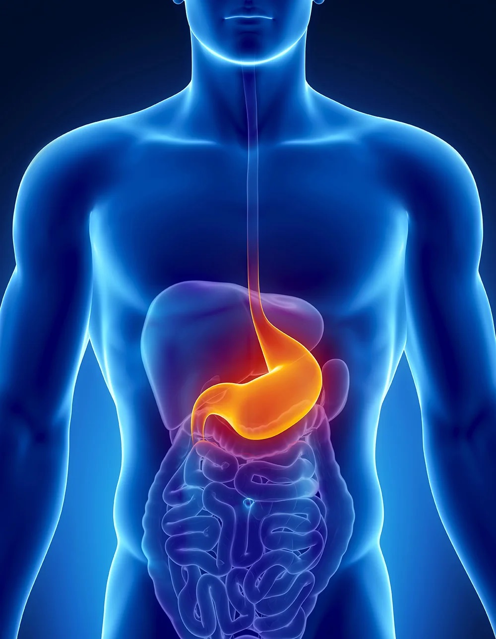 GASTROENTEROLOGY Image